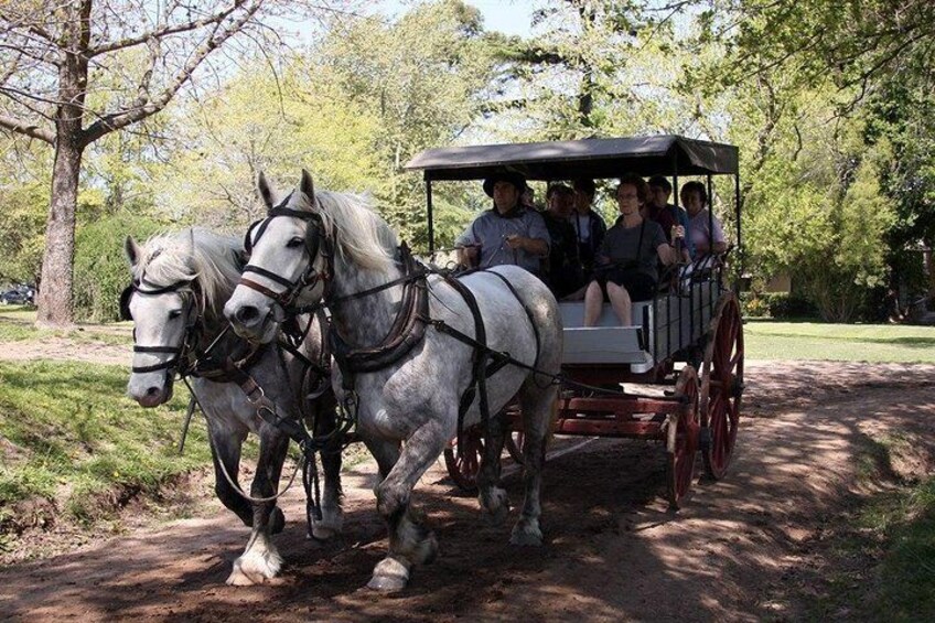 Percheron Horses