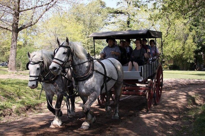 Percheron Horses