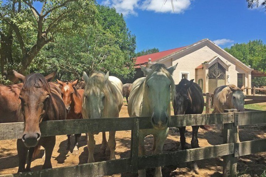 The horses