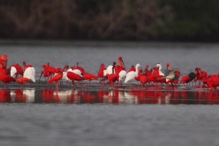 Day Trip to Pitch Lake Caroni Swamp in Trinidad from Tobago 