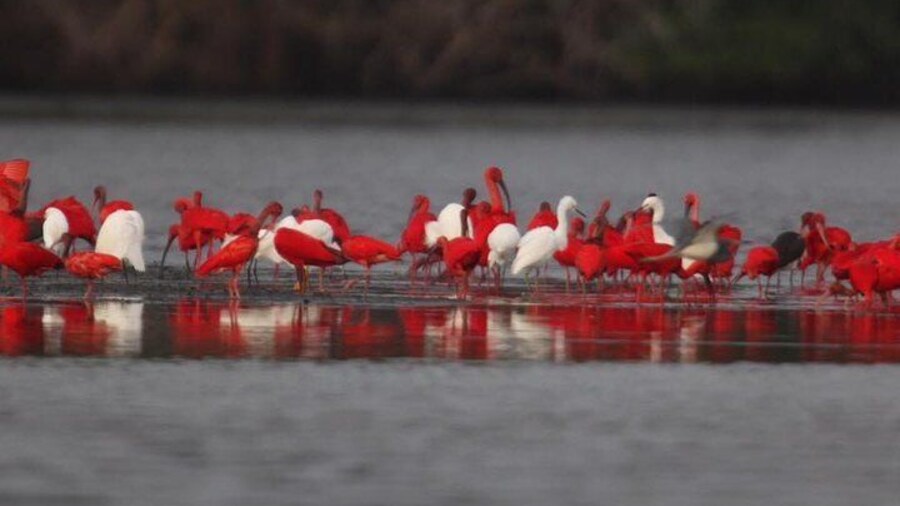 Day Trip to Pitch Lake Caroni Swamp in Trinidad from Tobago