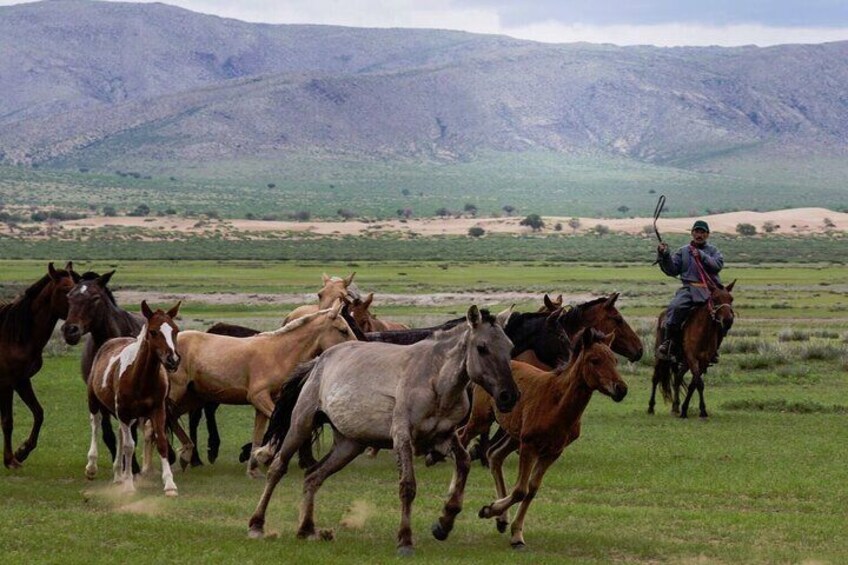 The Essence of Mongolia 5 Days