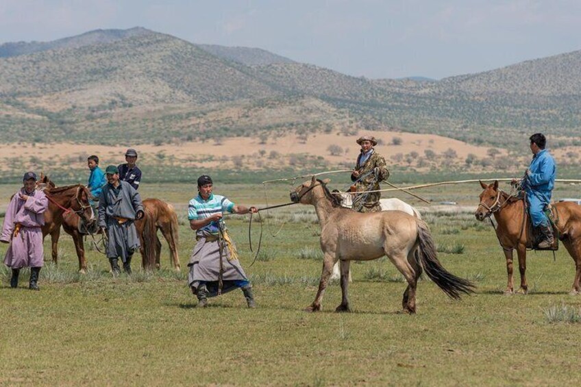 The Essence of Mongolia 5 Days