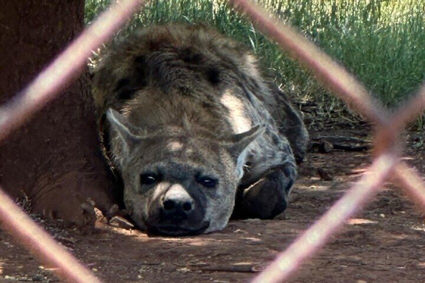 Captivating Safari Lion Park Experience (Half Day Guided Tour)