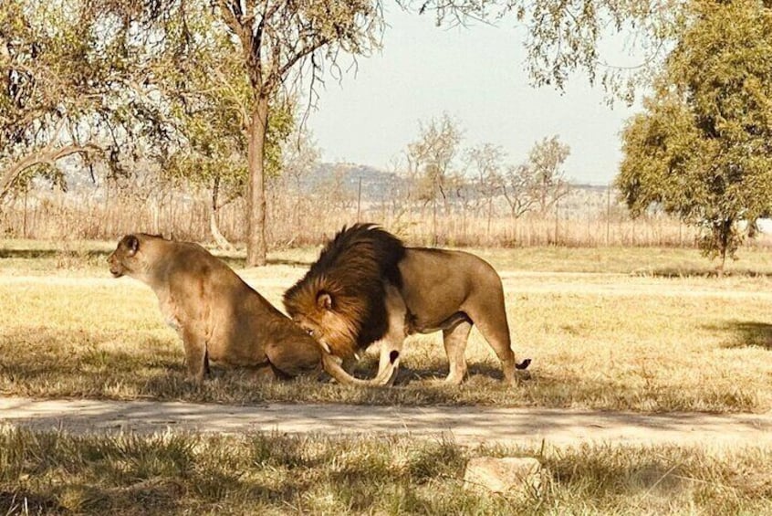 Captivating Safari Lion Park Experience (Half Day Guided Tour)