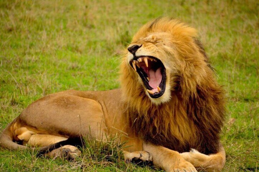 Captivating Safari Lion Park Experience (Half Day Guided Tour)