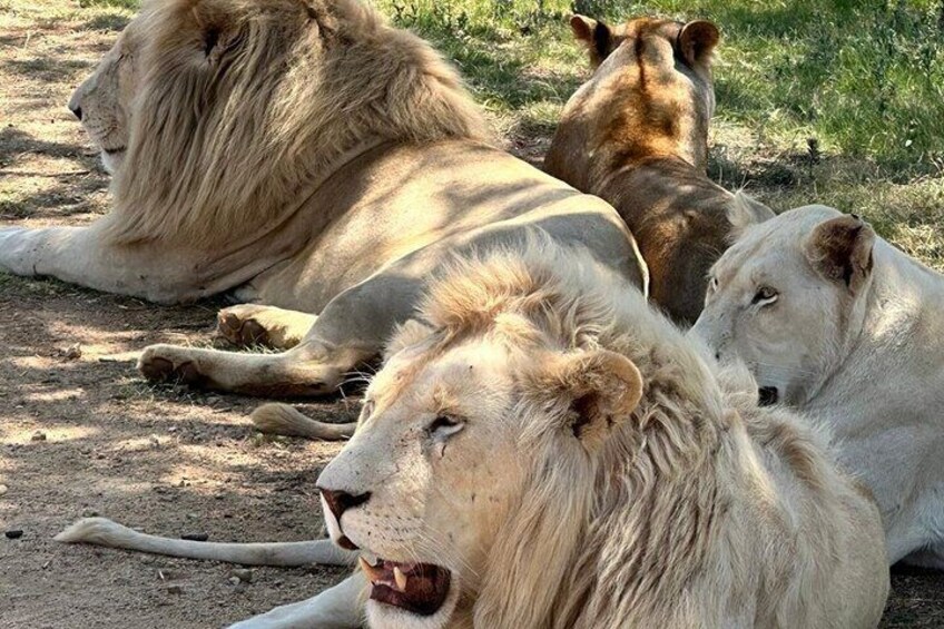 Captivating Safari Lion Park Experience (Half Day Guided Tour)