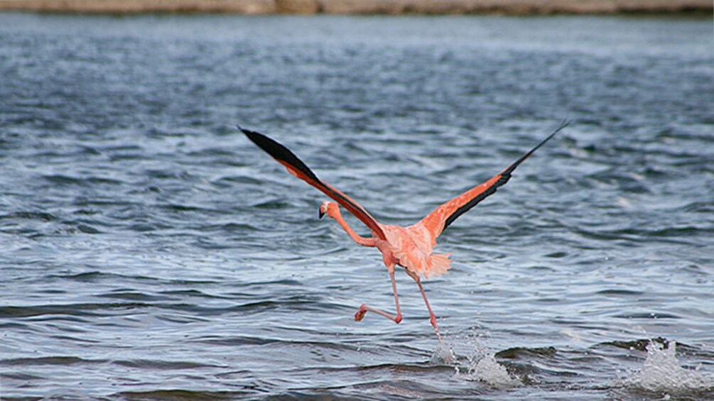 Flamingo taking flight in Bonaire