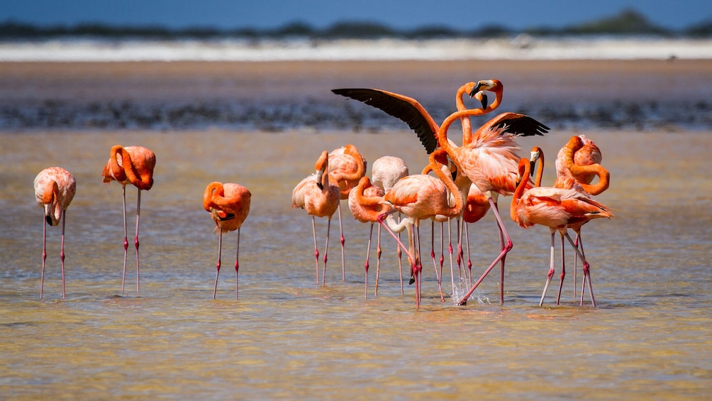Discover Bonaire - Half-Day Island Tour