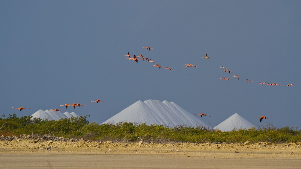 Discover Bonaire - Half-Day Island Tour