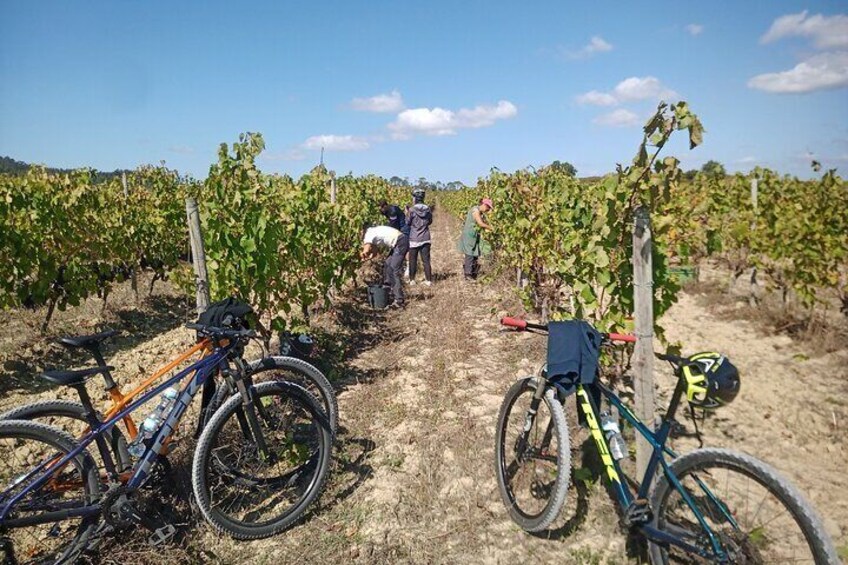 Cycling Vineyards of Bairrada Route