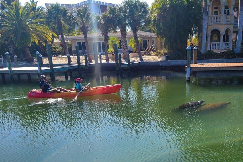 Kayak Tour through Mangrove Tunnels