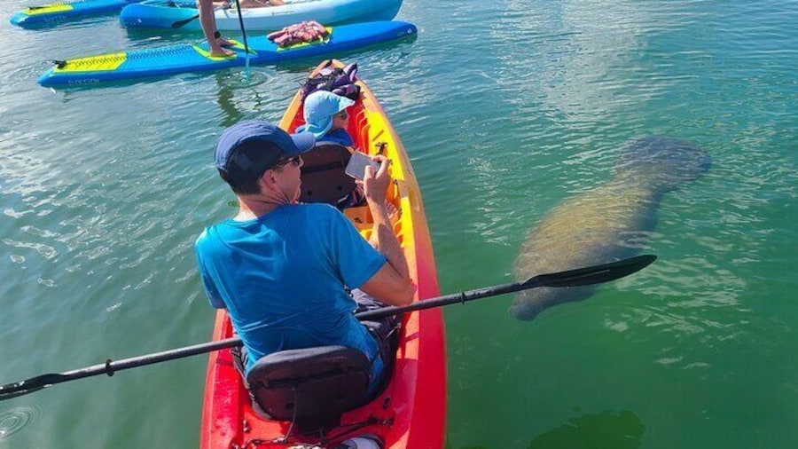 Kayak Tour through Mangrove Tunnels