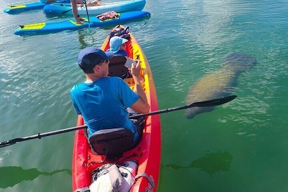 Mangroves, lamantins et plage cachée : excursion en kayak