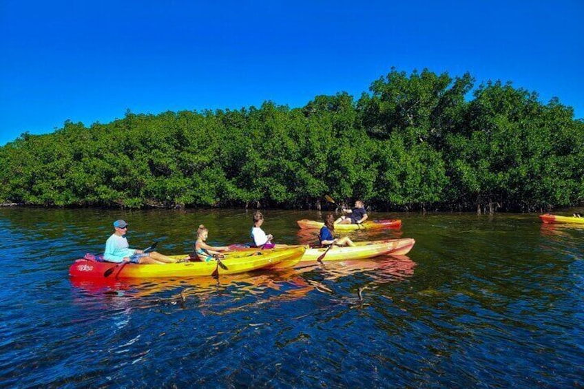 Kayak Tour through Mangrove Tunnels