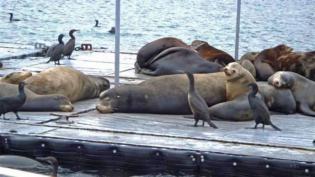 Seals on harbor dock on cruise in San Diego California