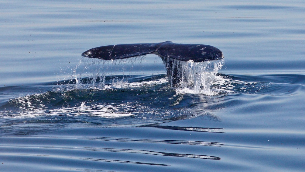 Whale tail splashing to view from cruise in San Diego Californina