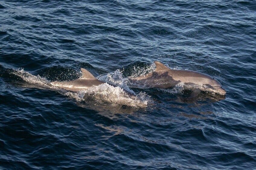 Whale Watching Cruise