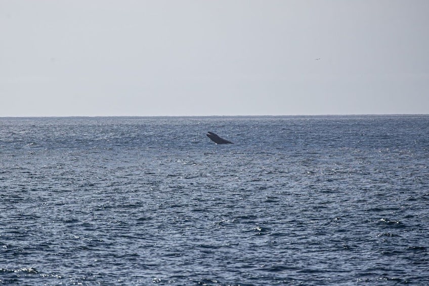 Whale Watching Cruise