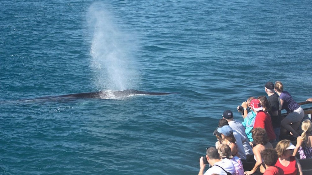 Whale surfacing to view from cruise in San Diego Californina