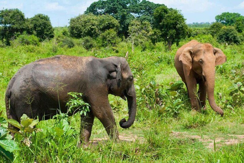 All Inclusive Udawalawa National Park Day Tour from Colombo