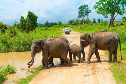 All Inclusive Udawalawa National Park Day Tour from Colombo