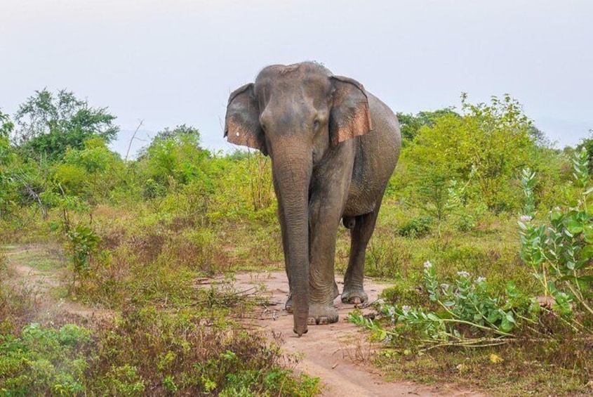 All Inclusive Udawalawa National Park Day Tour from Colombo