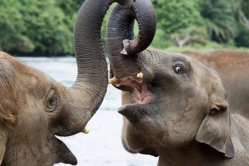 All Inclusive Udawalawa National Park Day Tour from Colombo
