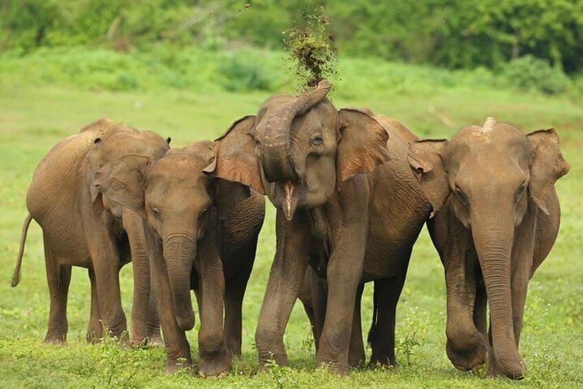 All Inclusive Udawalawa National Park Day Tour from Colombo