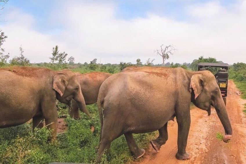 All Inclusive Udawalawa National Park Day Tour from Colombo