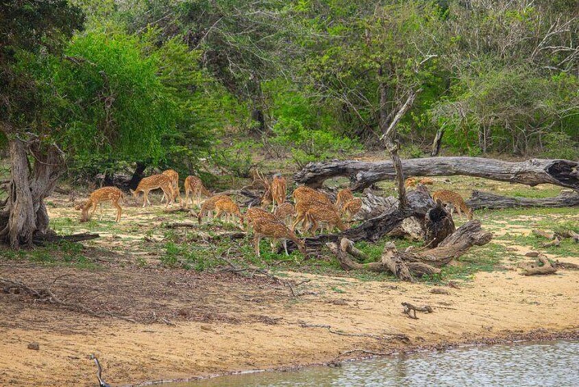 All Inclusive Yala National Park Jeep Safari from Colombo