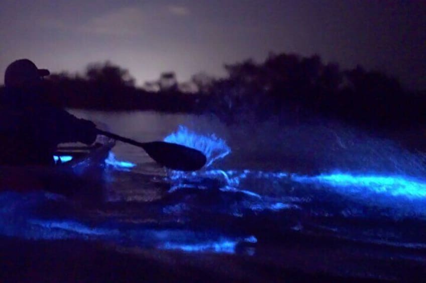 bioluminescent kayak tour florida