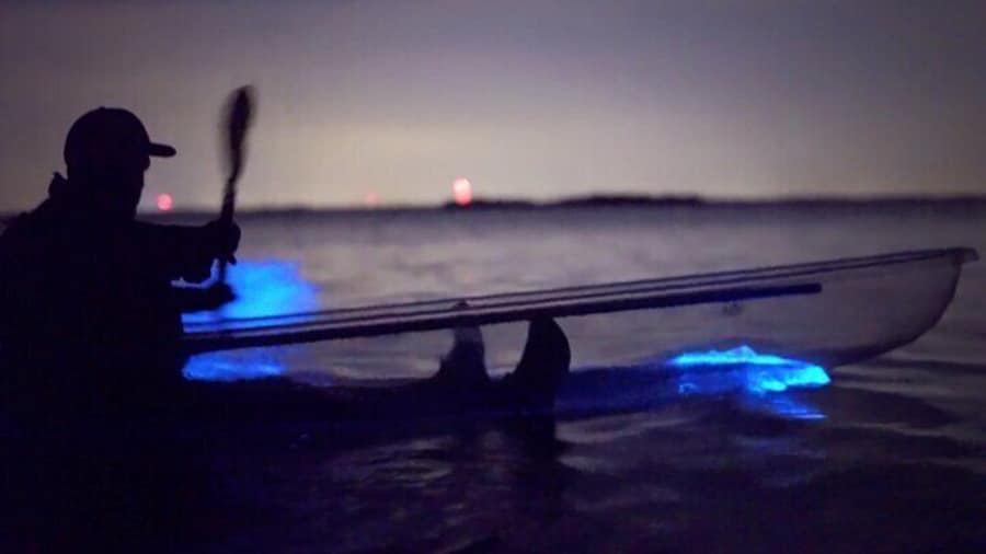 Clear Kayak Florida Bioluminescence Tour | Beacon 42