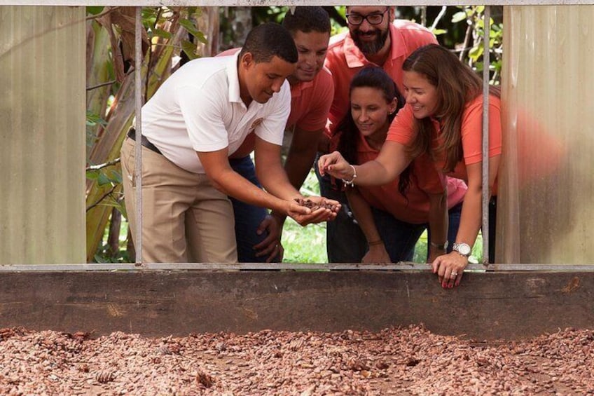 Cocoa trail and making of chocolate tour from Santo Domingo