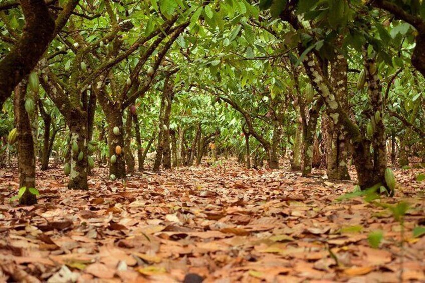 Cocoa trail and making of chocolate tour from Santo Domingo