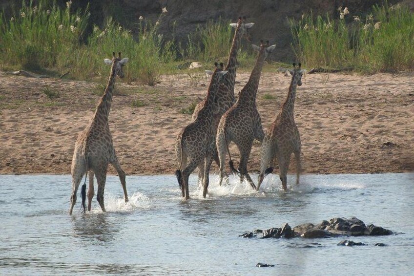 Kruger Safari Tour - Morning Half Day
