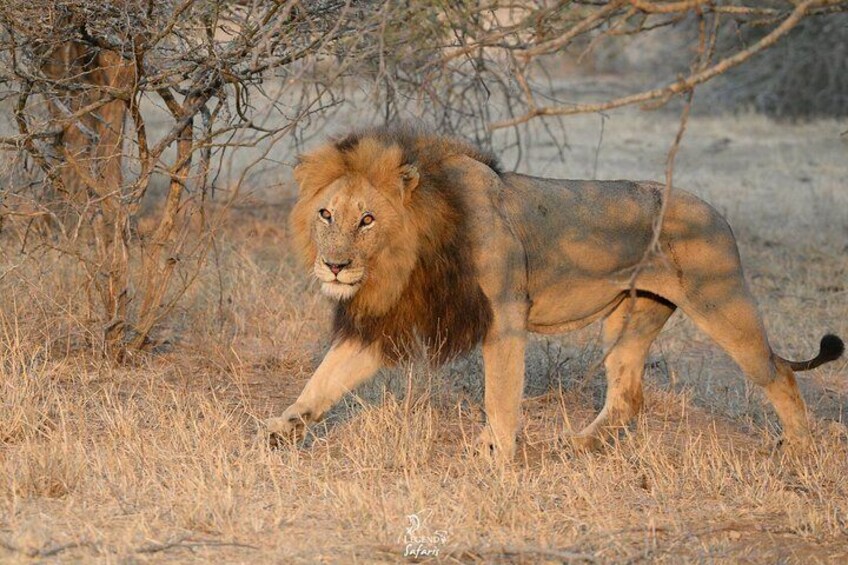 Kruger Safari - Morning Half Day