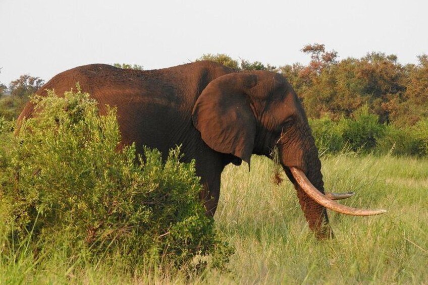 Kruger Safari - Morning Half Day