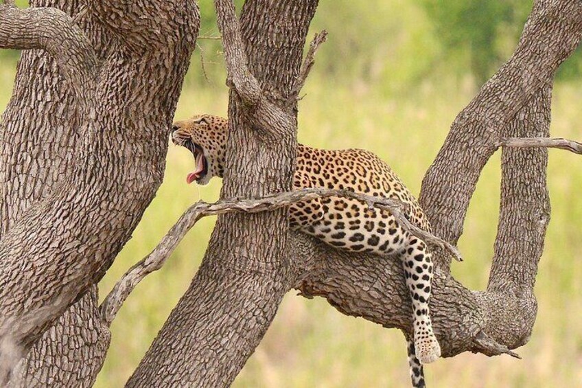 Kruger Safari Tour - Morning Half Day