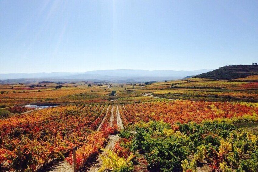Rioja Alavesa: Cycling experience with wineries