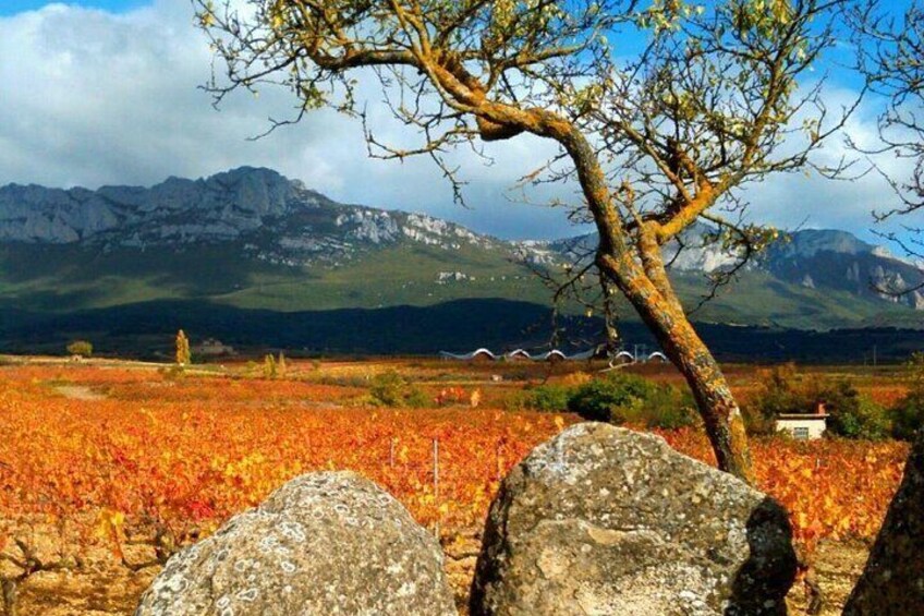 Rioja Alavesa: Cycling experience with wineries
