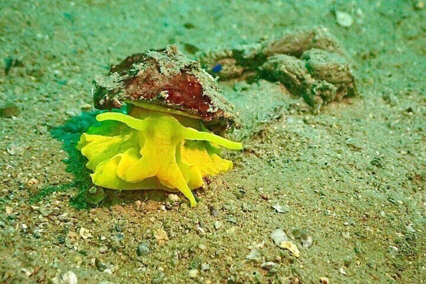 Pula Discover Scuba Diving Package