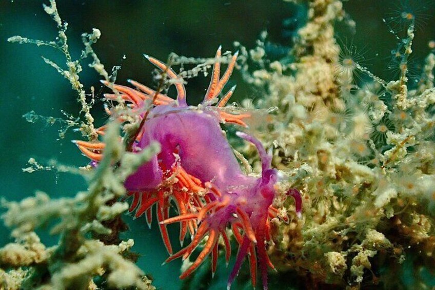 Pula Discover Scuba Diving Package