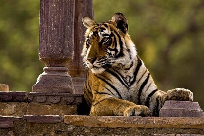 One Way Tour From Agra To Jaipur With Ranthambore Tiger Safari