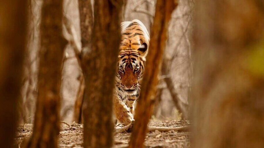 Ranthambhore Tiger Reserve