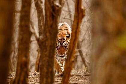 3-Day Private Ranthambhore Tiger Tour Including Delhi, Agra, Jaipur