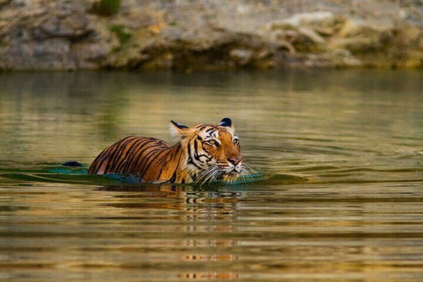 Ranthambhore Tiger Reserve