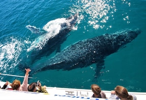 Half-Day Whale-Watching Tour