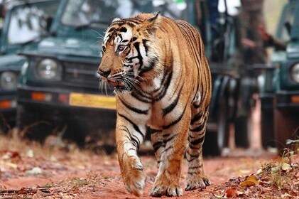 8Days Golden triangle with Ranthambore & Pushkar from Delhi Include Hotels ...