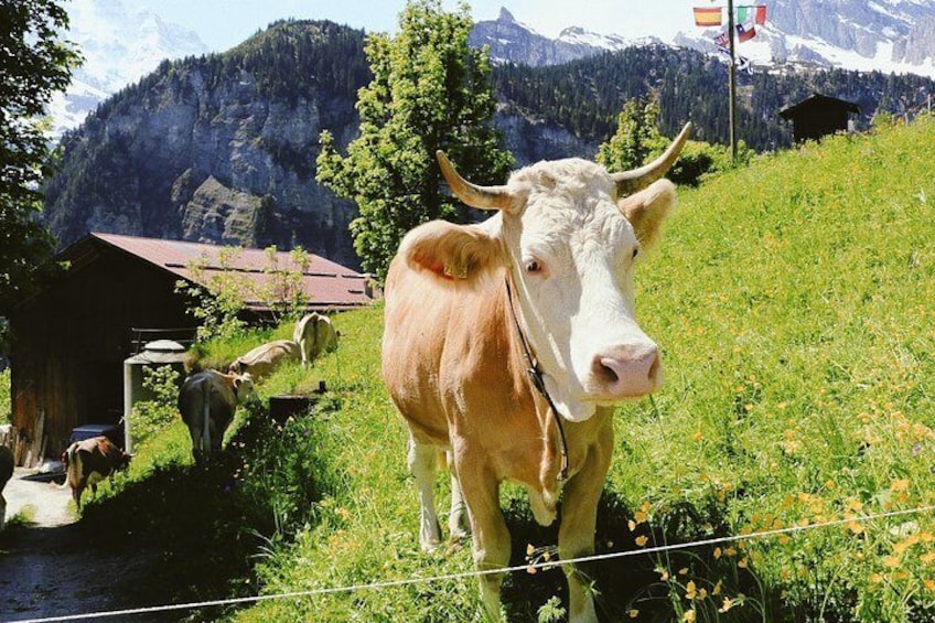 Photogenic Interlaken with a Local